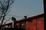 Ольга Устинова : Жил да был черный кот 