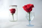 Светлана  Хромова : Still life with roses 