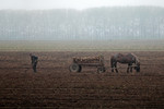 Ольга Носкова : ОКРАИНА 
