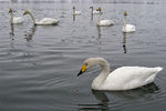 Людмила Голубцова : Один 