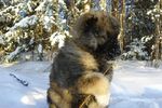 Сергей Бушмакин : Первая зима. 