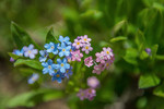 Юлия Ласкорунская : Незабудки 