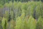 Люция Буторина : Валдай. Зеленый шум. 