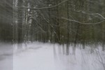 Анастасия Buzeeva : Призраки зимнего леса 