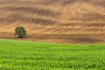 Larisa Cekanaviča (Цеканавича) : Green &amp; Brown  