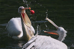 Владимир Мешков : PelicanBall 