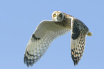 Владимир Мешков : The Sight of the Short-Eared Owl. 