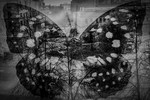 Дарья Даркина : Индустриальный меланизм. 