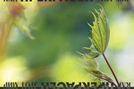 PhotoPodium  : Международная фотовыставка  