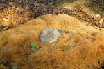 Яна Линдаева : Осенняя грусть 