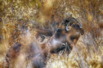 Anton Soulev : Watching 
