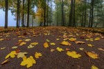 Владимир Колесников : На туманных аллеях Петергофа 