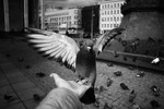 Елена Митюрина : Про мир 