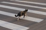 Анастасия Мазуренко : Кот учёный... ) 