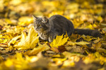 Катя Шуйская : Осенний кот  