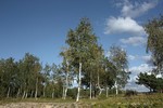 Liudmila LLF : Берёзки 