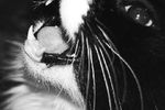 Анна Демьянова : Мой Зверь 