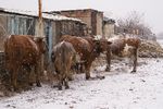 Юля Дьячкова : Cows 