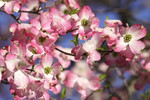 Ирина Кожемякина : Dogwood 