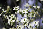 Ирина Кожемякина : White Cloud 