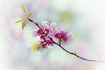 Ирина Костикова : Весна в японском стиле 