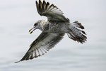 Oleg Smirnov : Seagull Чайка  