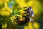 Oleg Smirnov : Busy Bee 