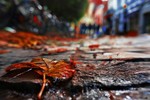 София Познякова : осенний мотив 