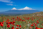 Hayk Papikyan : Арарат 