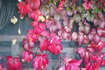 Alexander Varyhanov : Autum 