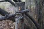 Марина Морозова : Из Аптекарского огорода 