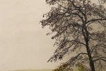Elena Nikonova : Дерево в городе 