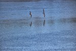 Игорь Егоров : Над водой 
