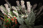 Sergey Zakhryapin : flowers 11.03.20 