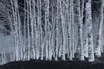 Борис Баринов : Странная зима 
