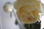 Ангелина Косых : Dead rose 