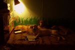 Toham Kerl : Писатель с супругой 