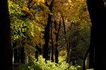 Phedor Phedorov : Вечерний свет 