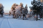 boris goncharov : Шука. Проселочная дорога 