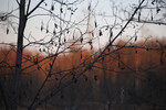 Анастасия Крючкова : Alnus glutinosa 