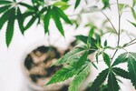 Pearl Smith : Beneficios Y Usos Del Aceite De CBD  
