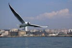 Галина Григорьева : Полет над Босфором  