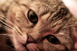 Евгений Шмелев : Cat 1 