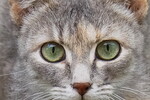 Мила Раменская : *** 