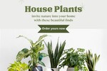 Sweetsn petals : House Plants invite nature into your home with these beautiful finds. Sweetsnpetals 