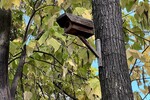 Михаил Жуковский : Видеонаблюдение ведут скворцы  