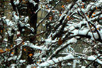 Grigory Gurevich : EARLY SNOW 