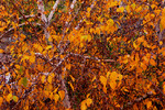 Grigory Gurevich : ORANGE LEAFES 