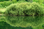 Grigory Gurevich : REFLECTION 
