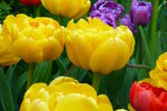 Rasa Mikutis : tulips 